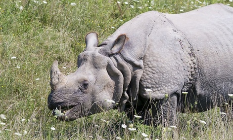 There is no scientific evidence to suggest that rhino horn is medicinal to humans in any way. There is no scientific evidence to suggest that rhino horn is medicinal to humans in any way.