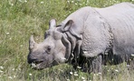 There is no scientific evidence to suggest that rhino horn is medicinal to humans in any way.