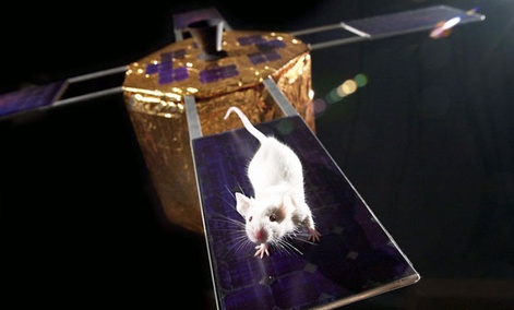 NASA has put mice into space before. In 2006 a a group of mice-astronauts orbited Earth inside a spinning spacecraft to learn what its like to live on Mars. NASA has put mice into space before. In 2006 a a group of mice-astronauts orbited Earth inside a spinning spacecraft to learn what its like to live on Mars.