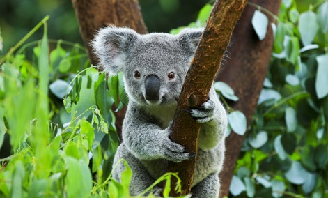 Beware surveillance from down under. Beware surveillance from down under.