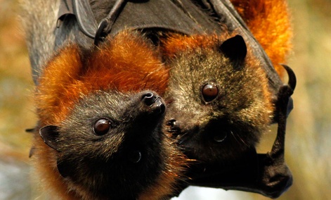 Fruit bats like these are involved in the spread of the Ebola virus. Fruit bats like these are involved in the spread of the Ebola virus.