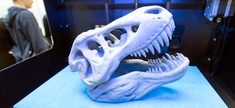 A 3D print of a dinosaur's head lies in a printer of the US company MakerBot of New York.