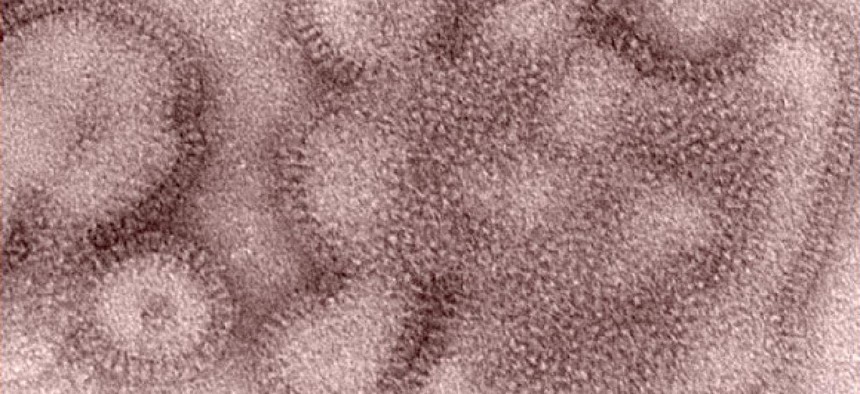 The H1N1 flu strain