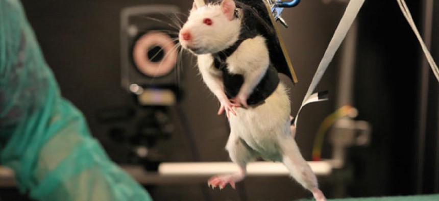 A previously paralyzed rat in a special harness walked in Sweden in June.