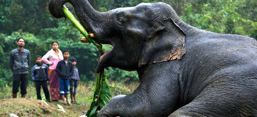 An injured wild elephant tries to eat a banana leaf with its trunk after it was attacked by poachers in Assam, India.
