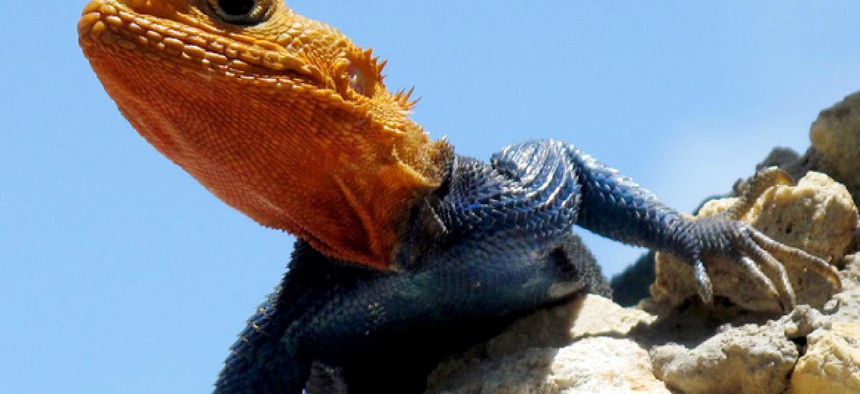 Robotics researchers aim to imitate creatures that can run on sand, like this male Red Headed Agama.