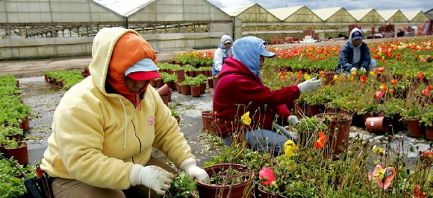 Migrant workers tend to flowers at a nursery in Salinas, Calif.