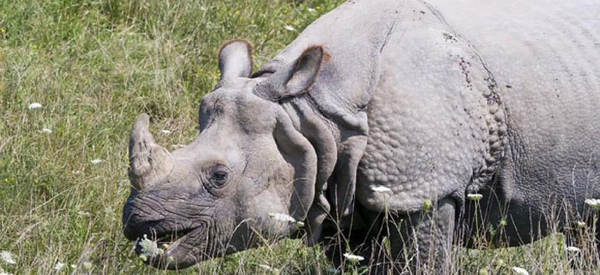 There is no scientific evidence to suggest that rhino horn is medicinal to humans in any way.