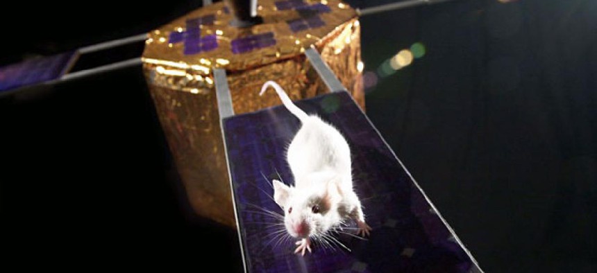 NASA has put mice into space before. In 2006 a a group of mice-astronauts orbited Earth inside a spinning spacecraft to learn what its like to live on Mars.