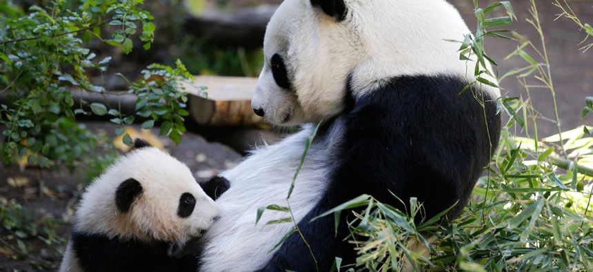 Xiao Liwu, a 5 1/2-month-old male panda, below, nurses as his mother, Bai Yun, above, looks on at the San Diego Zoo. 