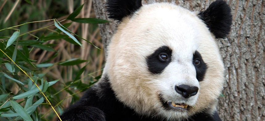 Mei Xiang, the female giant panda at the Smithsonian's National Zoo and one of the stars of PandaCam.