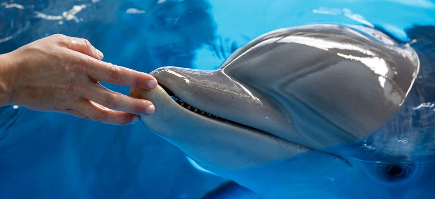 Clearwater Marine Aquarium trainer Cindy Farber reaches out to touch Winter the dolphin on the nose in Clearwater, Fla. 