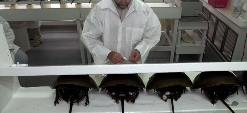 Technician Tom Bentz prepares a group of horseshoe crabs for bleeding at the BioWhittaker lab in Chincoteague Island, Va.