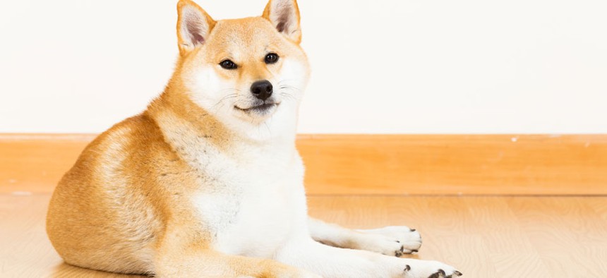 Doge images usually utilize an image of a Shiba Inu.