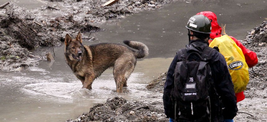 A search dog stands in a water and looks back at handlers at the scene of a deadly mudslide in Oso, Wash.