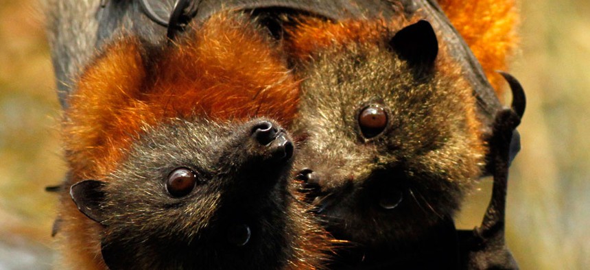 Fruit bats like these are involved in the spread of the Ebola virus. 