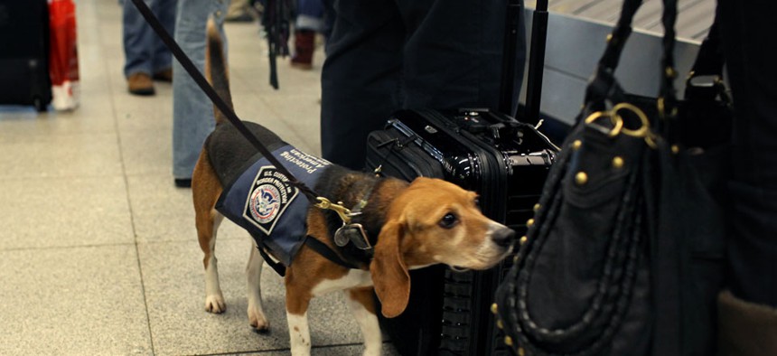 Working for the US Customs and Border Protection, Izzy is an agricultural detector beagle whose nose is highly sensitive to food odors. Izzy sniffs incoming baggage and passengers at John F. Kennedy Airport in New York.