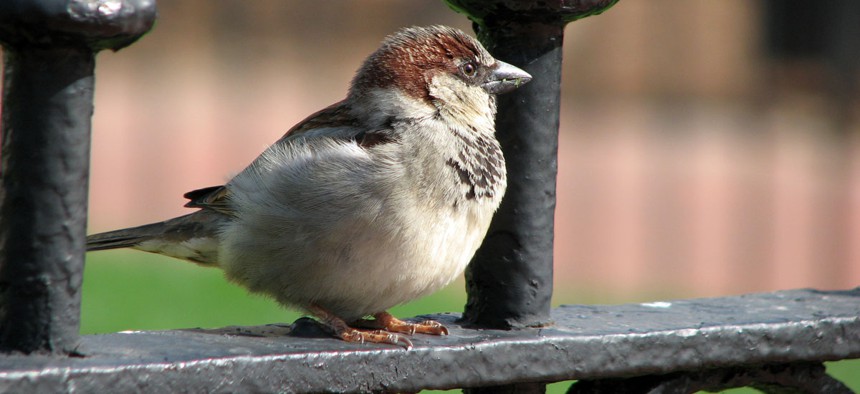 A bird hangs out in Lafayette Park, Washington, DC.