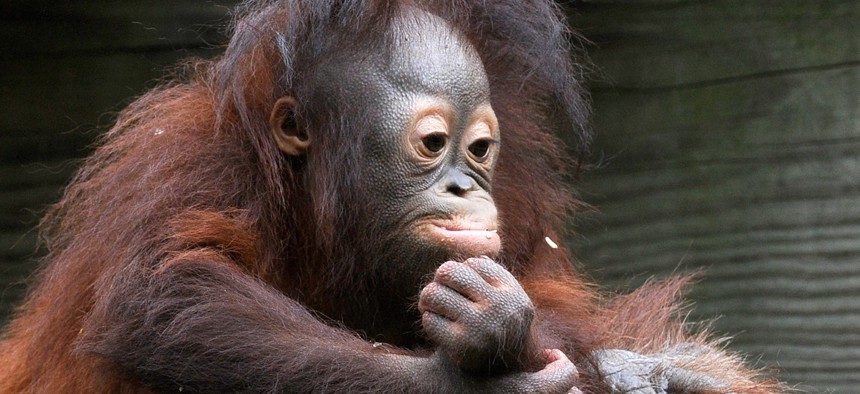 Orangutan infant Aurora, 1, seems to be contemplating life after eating breakfast at the Houston Zoo Thursday, March 29, 2012.