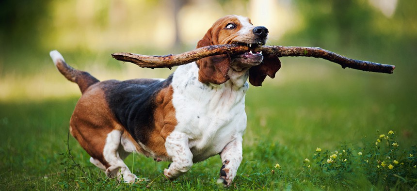 The Hound app, much like this hound, can fetch just about anything, no matter how big or complicated.