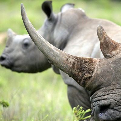 Rhino poaching could be improved by 3D-printed horns