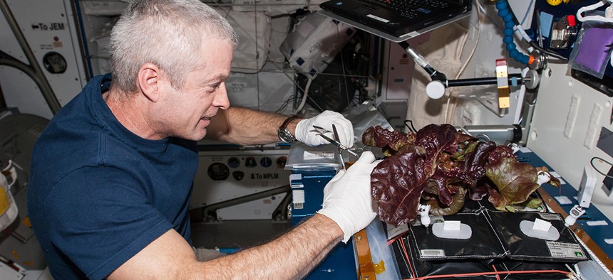 NASA astronaut Steve Swanson, Expedition 40 commander, harvests a crop of red romaine lettuce plants from the Veg-01 experiment.