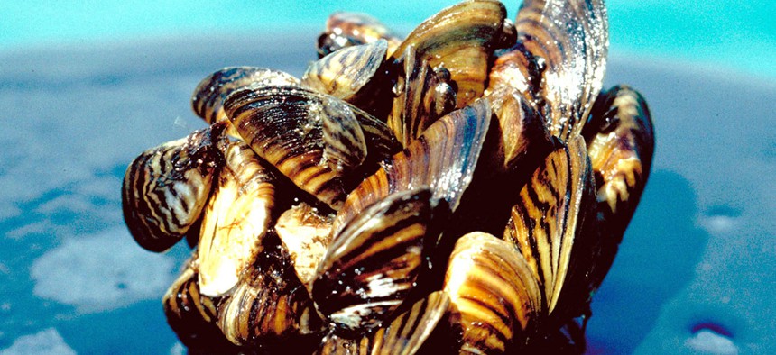 A group of zebra mussels 