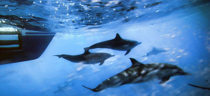 This Oct. 15, 2014 photo shows dolphins swimming along the side of a boat off the coast of San Pedro, Calif.
