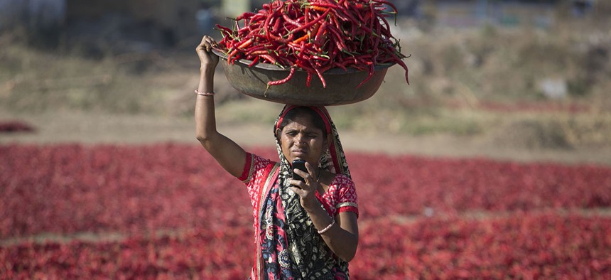 An Indian woman looks at her mobile phone as she carries red chillies on her head at a farm at Shertha village near Gandhinagar, India, Sunday, Feb. 25, 2018.