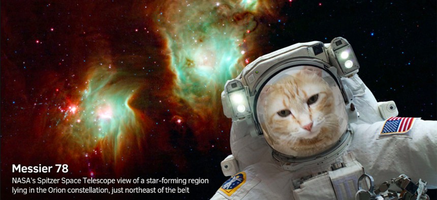 This "Catstronaut" selfie was taken with NASA's new app.