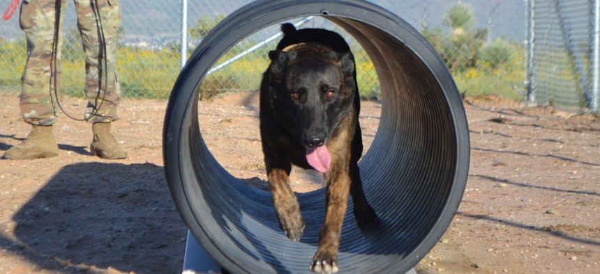 A Dutch Shepherd military working dog  runs through an obstacle at the 513th Military Police Detachment’s K-9 kennel at Fort Bliss Aug. 25, 2017.