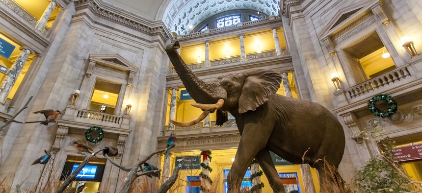 The African Elephant in the Museum of Natural History in WASHINGTON DC.