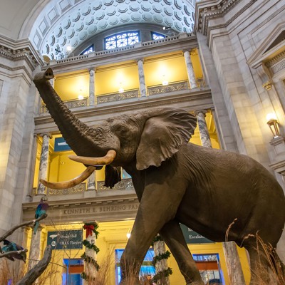 Smithsonian Seeks Lead for Broad Swath of Digital Transformation ...