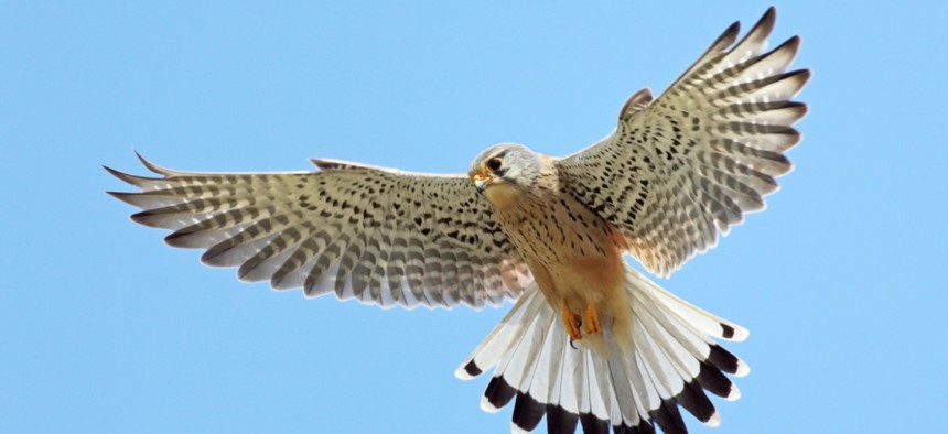 A common kestrel, which the Energy Department’s National Renewable Energy Laboratory newest supercomputer, is named after