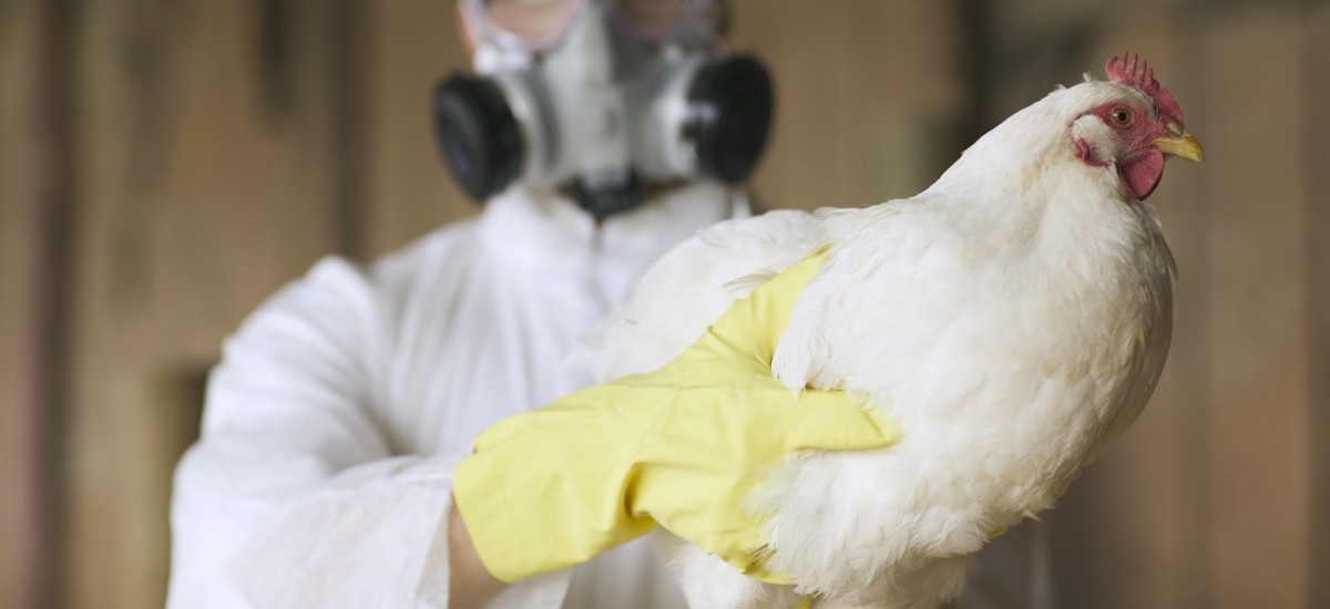 The US keeps millions of chickens in secret farms to make flu