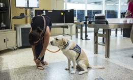 A traveler and service dog in George Bush Intercontinental Airport in Houston. Two senators are teaming up to urge the Transportation Dept. to simplify online forms used to credential service animals for air travel.