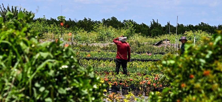 Migrant workers on the job at a farm in  Homestead, Florida in May 2023. The U.S. Department of Labor is rolling out new, multilingual resources for migrant workers online.