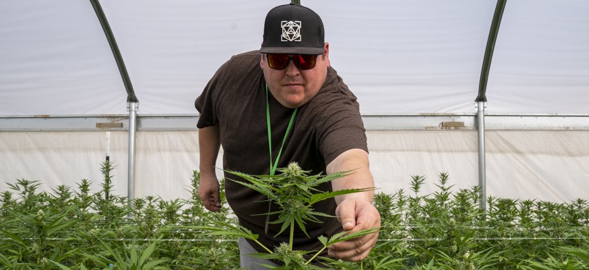 An employee of a legal cannabis growing company in Cherokee, N.C. inspects a plant. A key Senate committee chairman is proposing legislation to relax restrictions on prior marijuana use for individuals seeking federal employment.