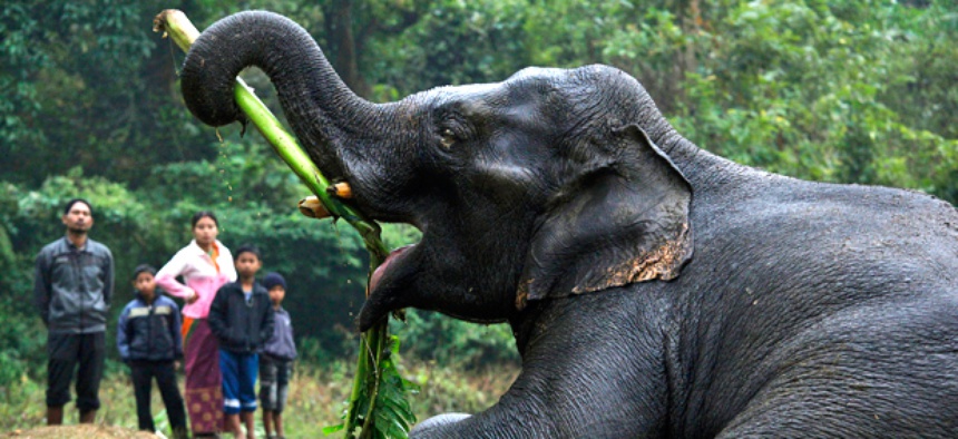 An injured wild elephant tries to eat a banana leaf with its trunk after it was attacked by poachers in Assam, India.