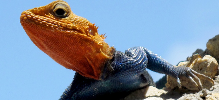 Robotics researchers aim to imitate creatures that can run on sand, like this male Red Headed Agama.