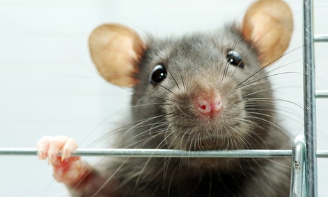 The Case of the Missing Deadly Virus Is Only a Problem If You Own Rats ...