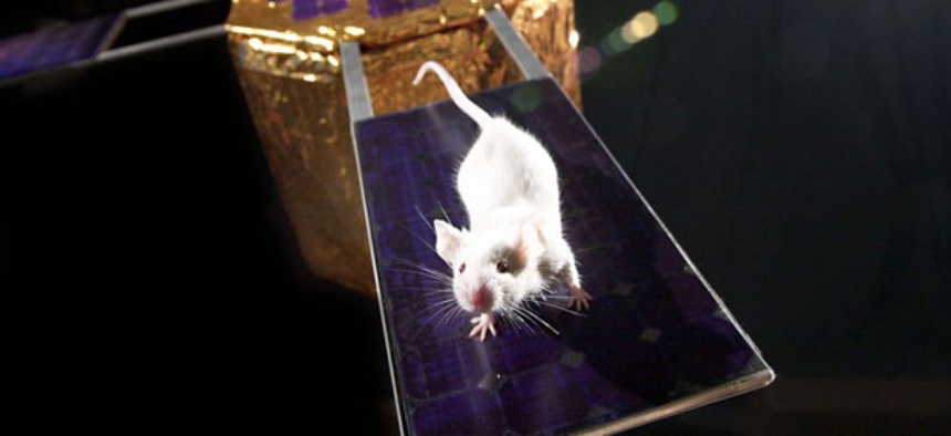 NASA has put mice into space before. In 2006 a a group of mice-astronauts orbited Earth inside a spinning spacecraft to learn what its like to live on Mars.