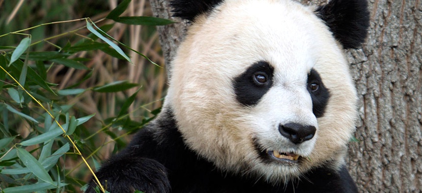 Mei Xiang, the female giant panda at the Smithsonian's National Zoo and one of the stars of PandaCam.