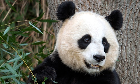 PandaCam, the Star of the Shutdown - Nextgov.com