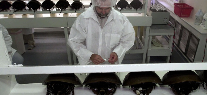 Technician Tom Bentz prepares a group of horseshoe crabs for bleeding at the BioWhittaker lab in Chincoteague Island, Va.