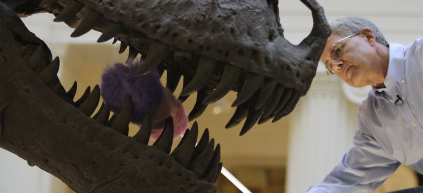 Bill Simpson, collections manager of fossil vertebrates at Chicago's Field Museum, dusts the teeth of the Tyrannosaurus rex skeleton known as Sue.