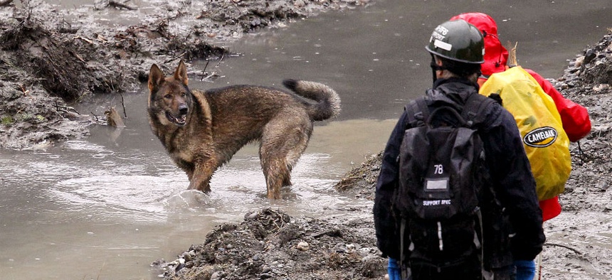 A search dog stands in a water and looks back at handlers at the scene of a deadly mudslide in Oso, Wash.