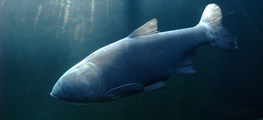 The bighead carp is among the invasive species the government is fighting.