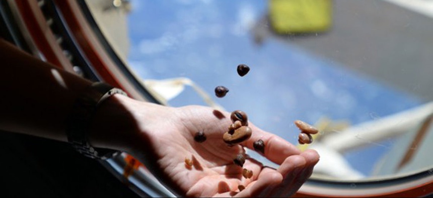 Italian astronaut Samantha Cristoforetti holds coffee beans on the orbiting laboratory.