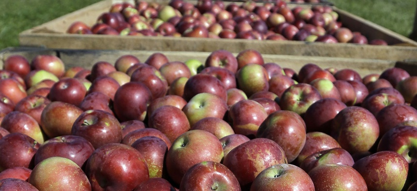 Bins of apples wait to be transported to a barn after being harvested at Goold Orchards on Thursday, Sept. 26, 2013, in Castleton, N.Y.